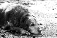 Pets and Animals